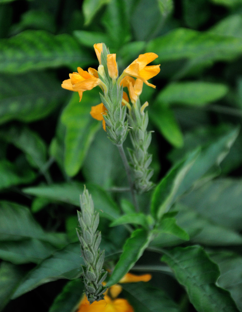 Image of Crossandra infundibuliformis specimen.