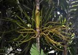 Ptychosperma elegans