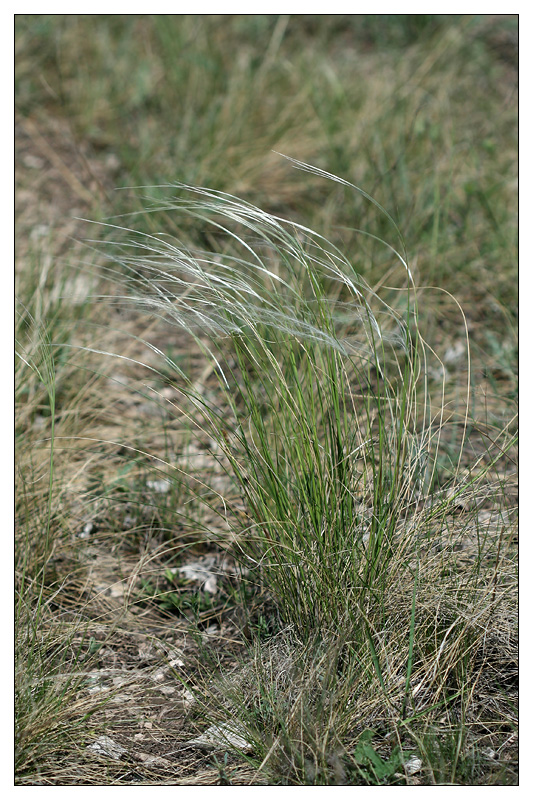 Изображение особи Stipa pennata.