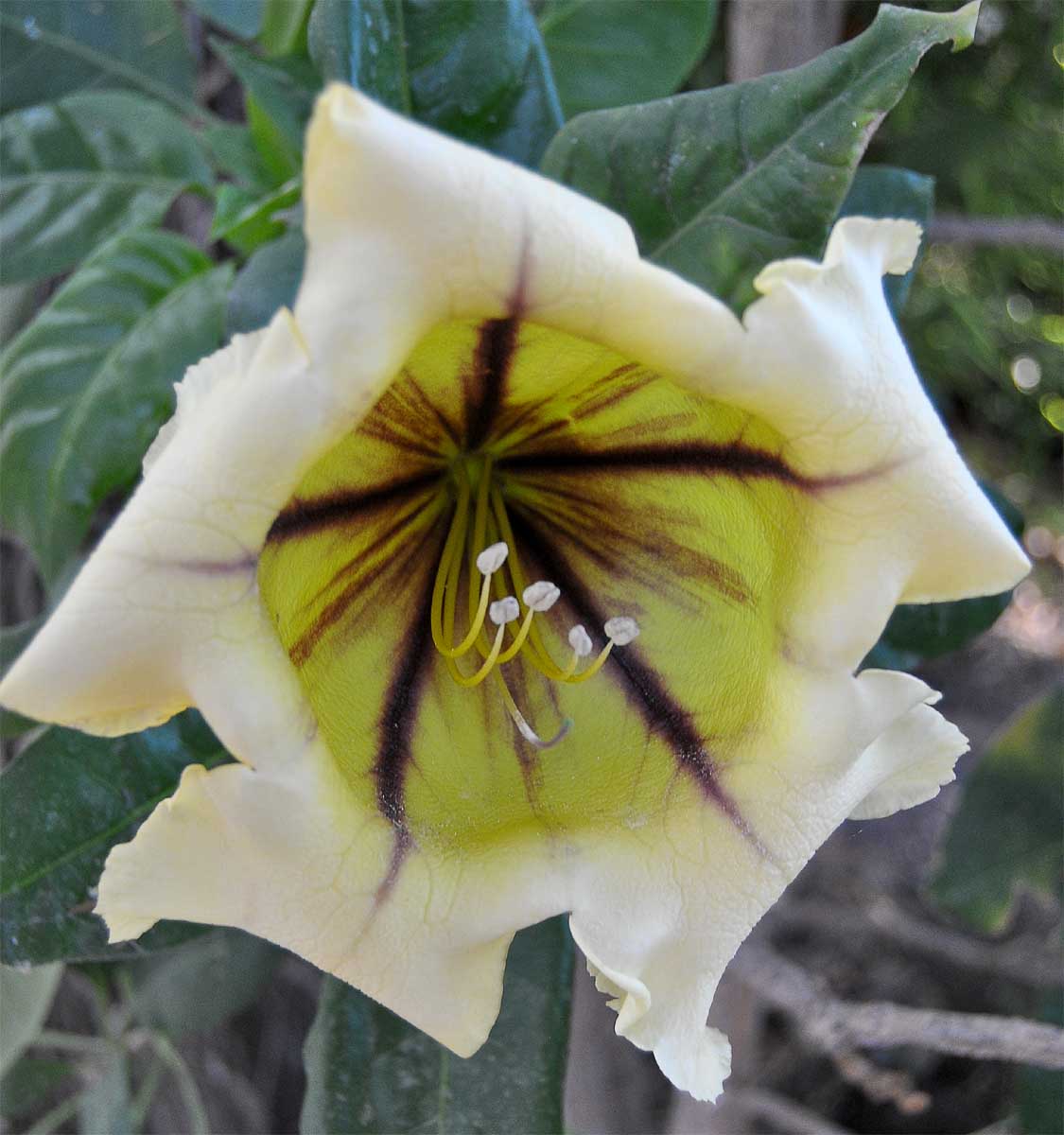 Image of Solandra maxima specimen.