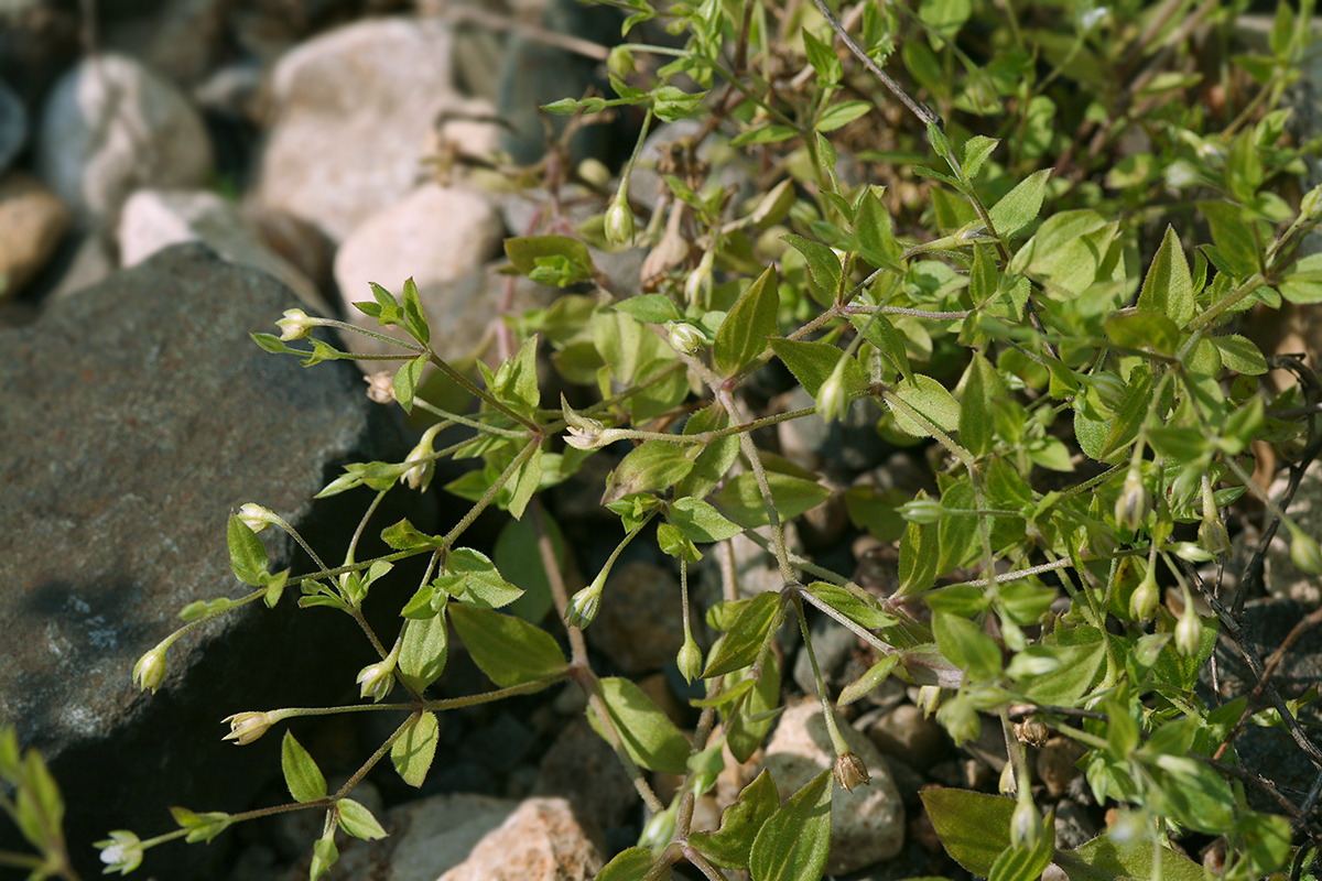 Изображение особи Moehringia trinervia.