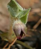 Asarum europaeum