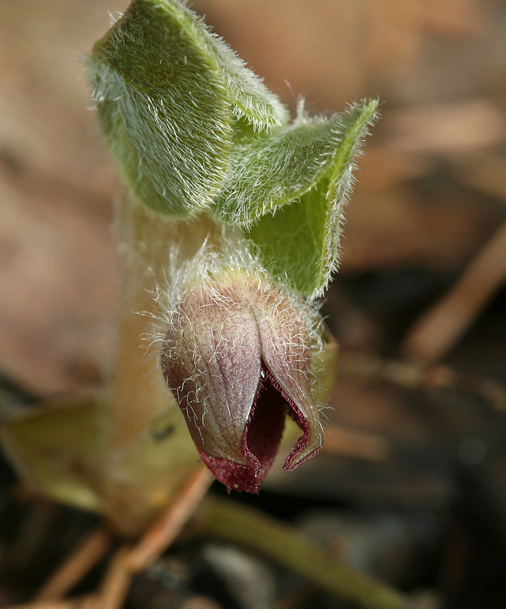 Изображение особи Asarum europaeum.