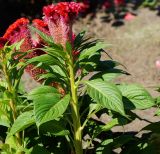 Celosia cristata