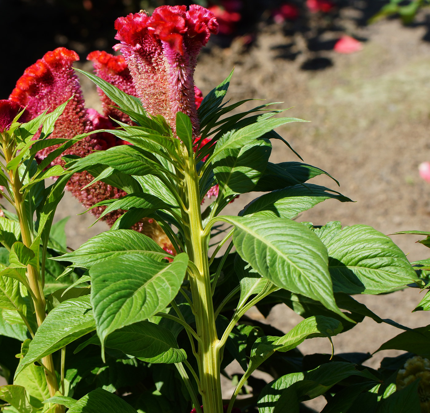 Изображение особи Celosia cristata.