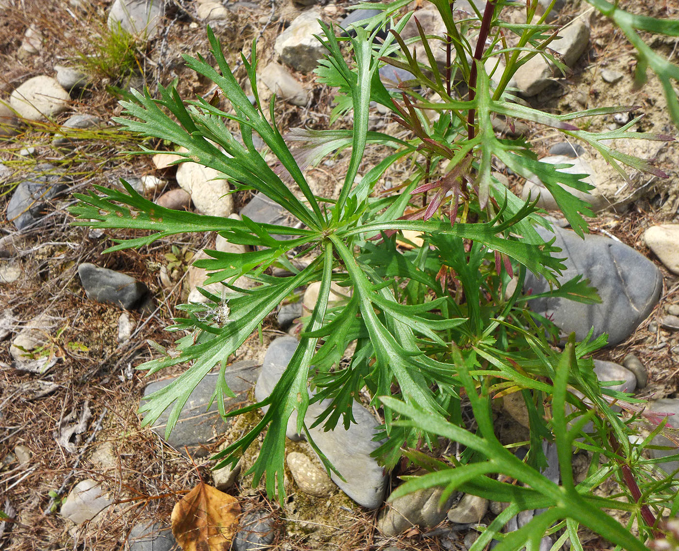 Изображение особи Artemisia desertorum.