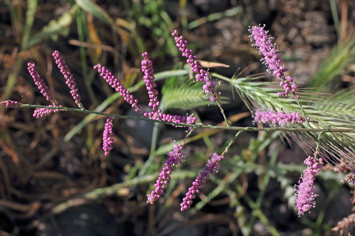 Image of Tamarix hohenackeri specimen.