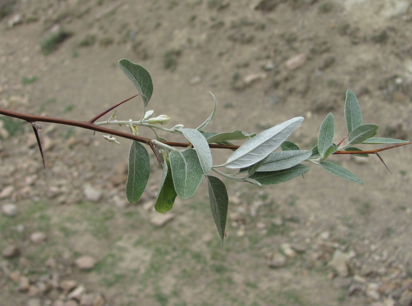 Image of Elaeagnus caspica specimen.
