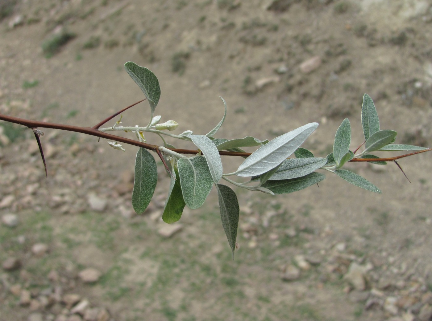 Изображение особи Elaeagnus caspica.