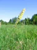 Alopecurus pratensis