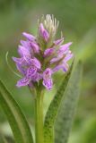 Dactylorhiza incarnata