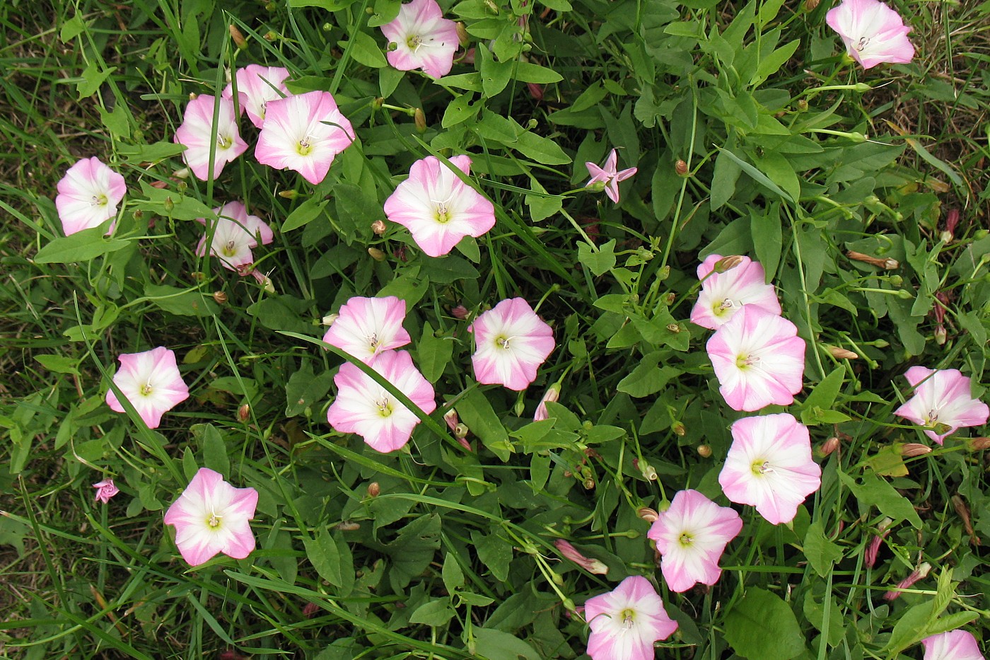 Изображение особи Convolvulus arvensis.