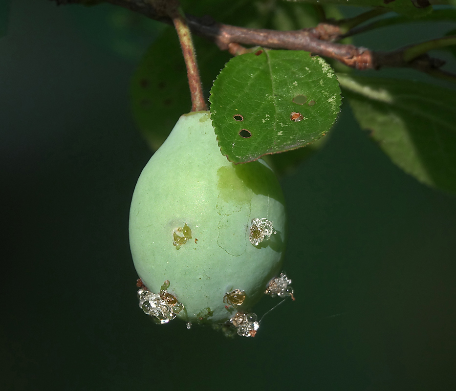 Image of Prunus domestica specimen.