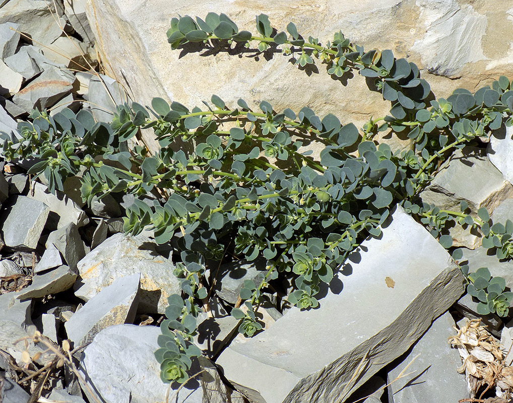 Image of Andrachne telephioides specimen.