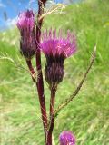 Cirsium simplex. Часть веточки с соцветиями. Кабардино-Балкария, Эльбрусский р-н, долина р. Ирикчат, ок. 3000 м н.у.м., склон горы. 06.08.2018.