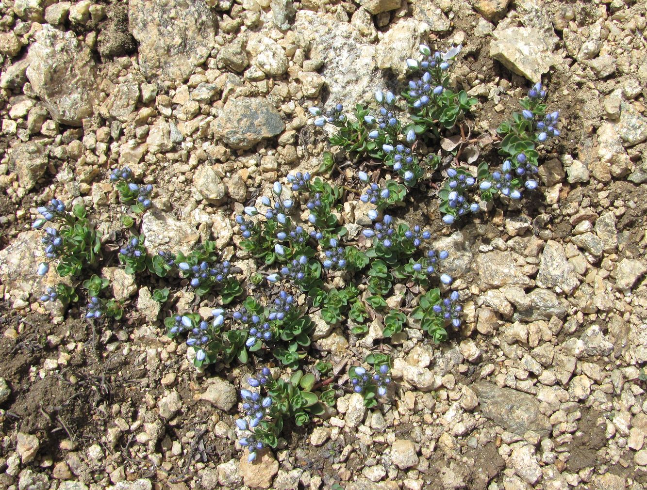 Image of Veronica glareosa specimen.