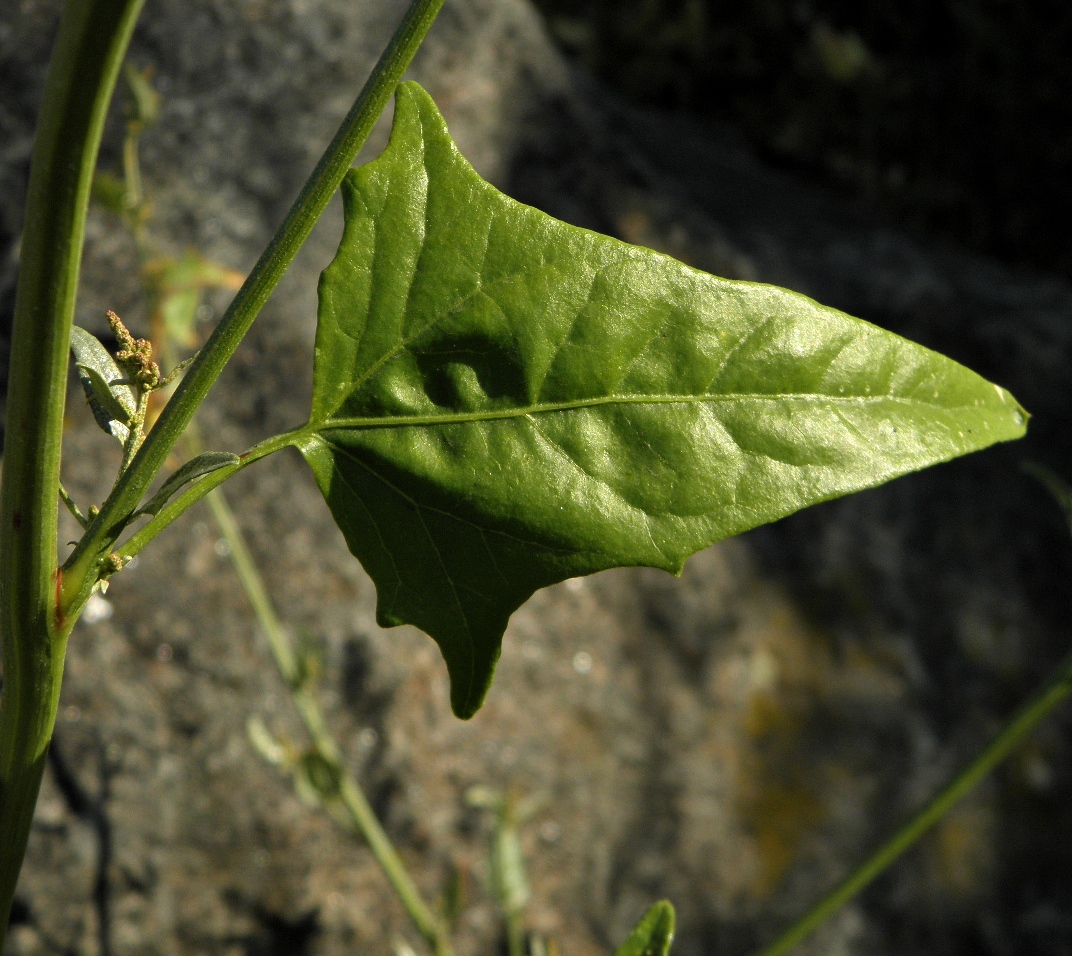 Изображение особи Atriplex micrantha.