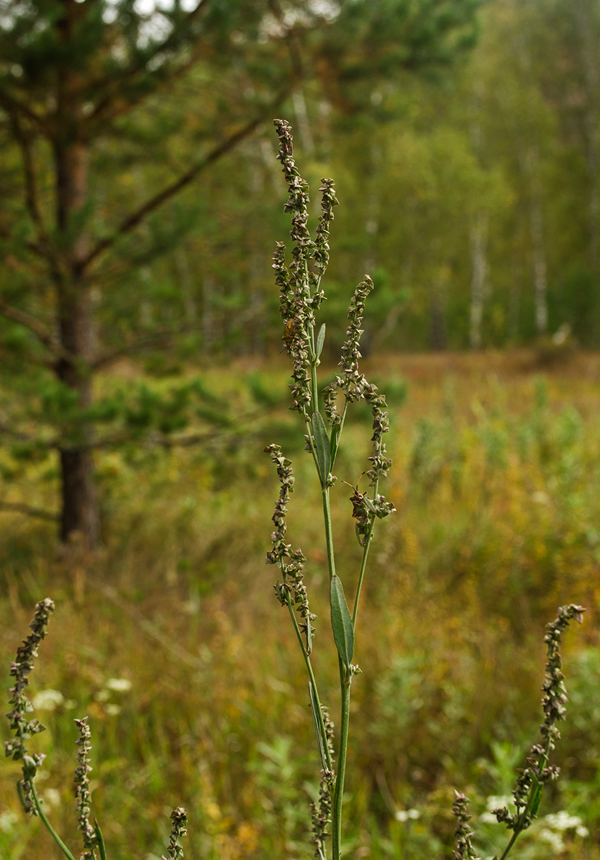 Image of Atriplex oblongifolia specimen.