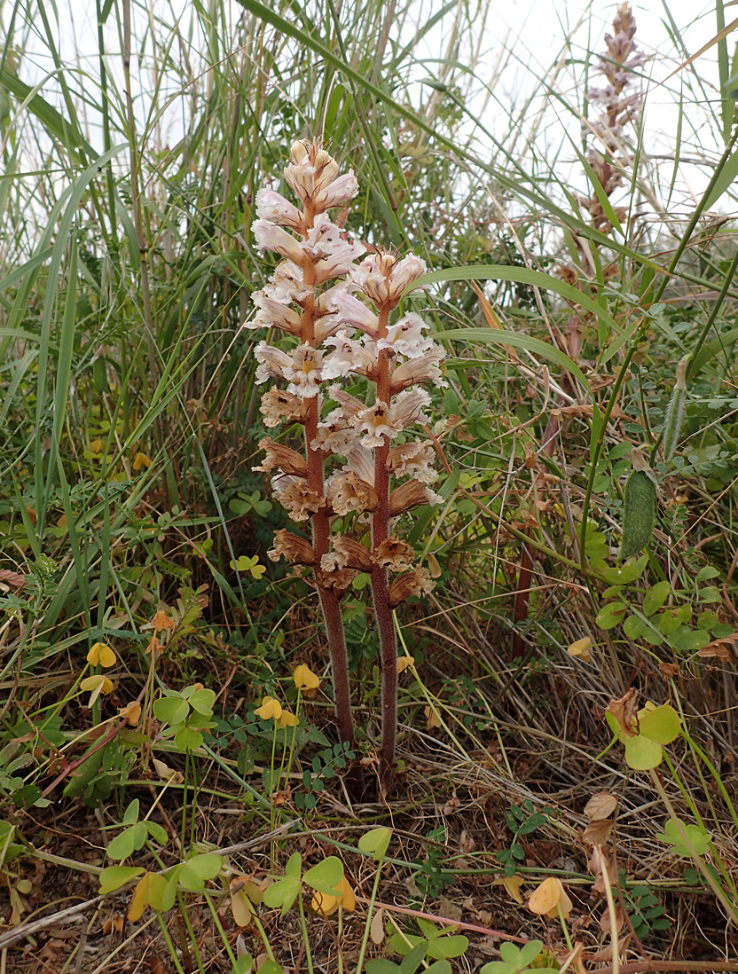 Image of Orobanche crenata specimen.