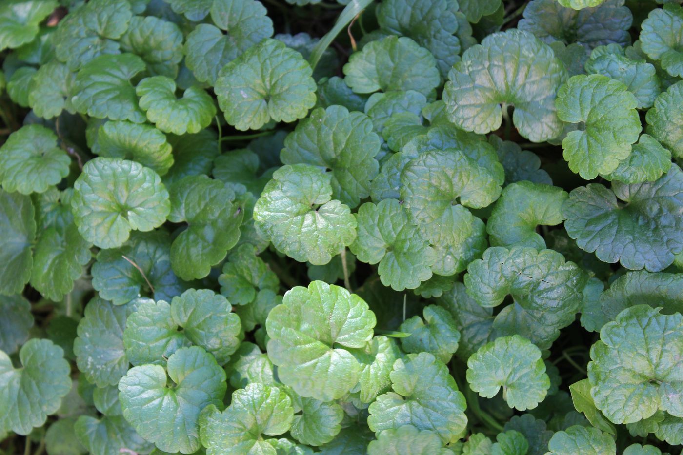 Image of Glechoma hederacea specimen.