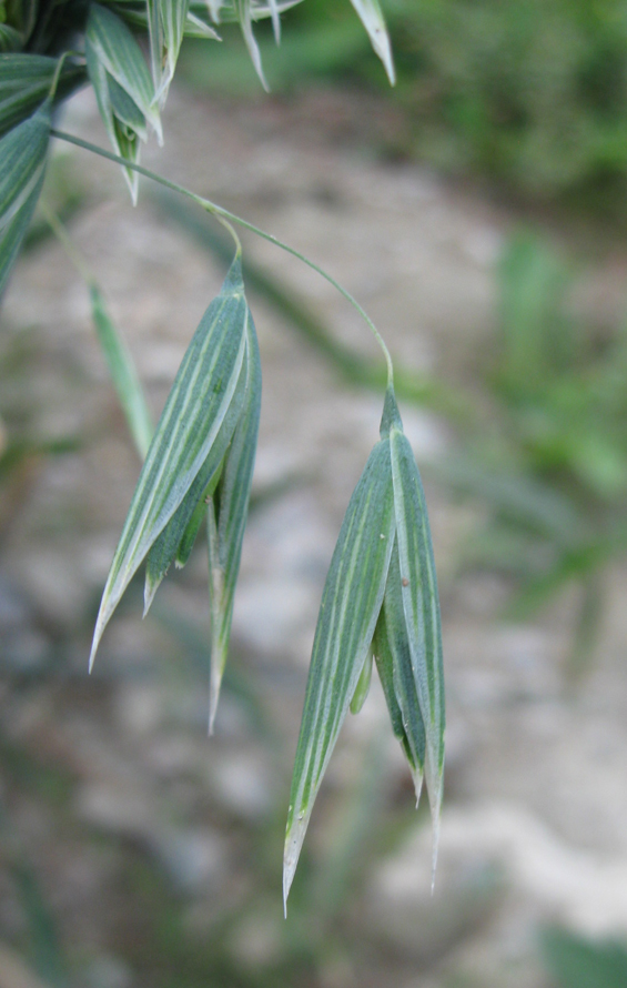 Image of Avena georgica specimen.
