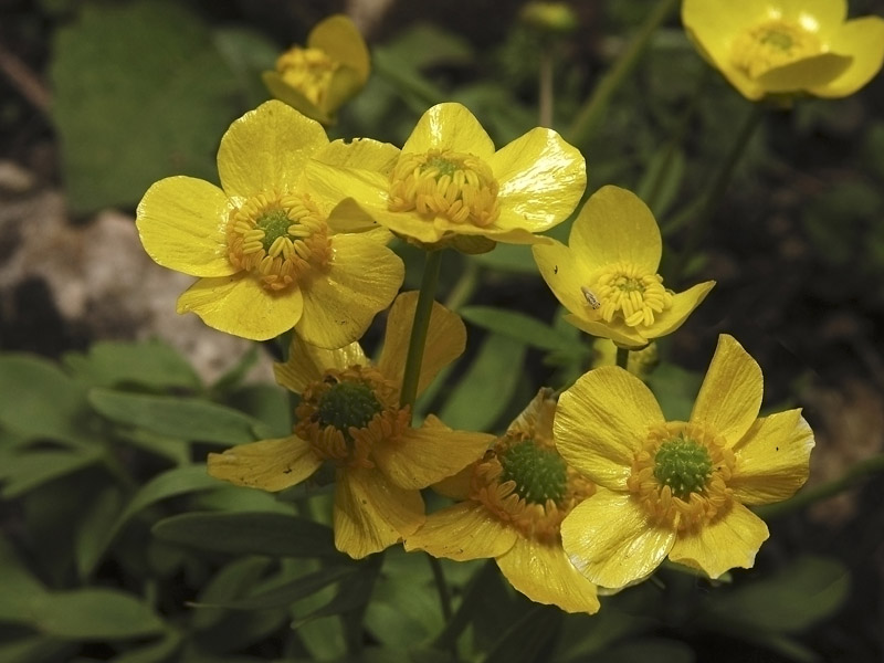 Изображение особи Ranunculus polyrhizos.