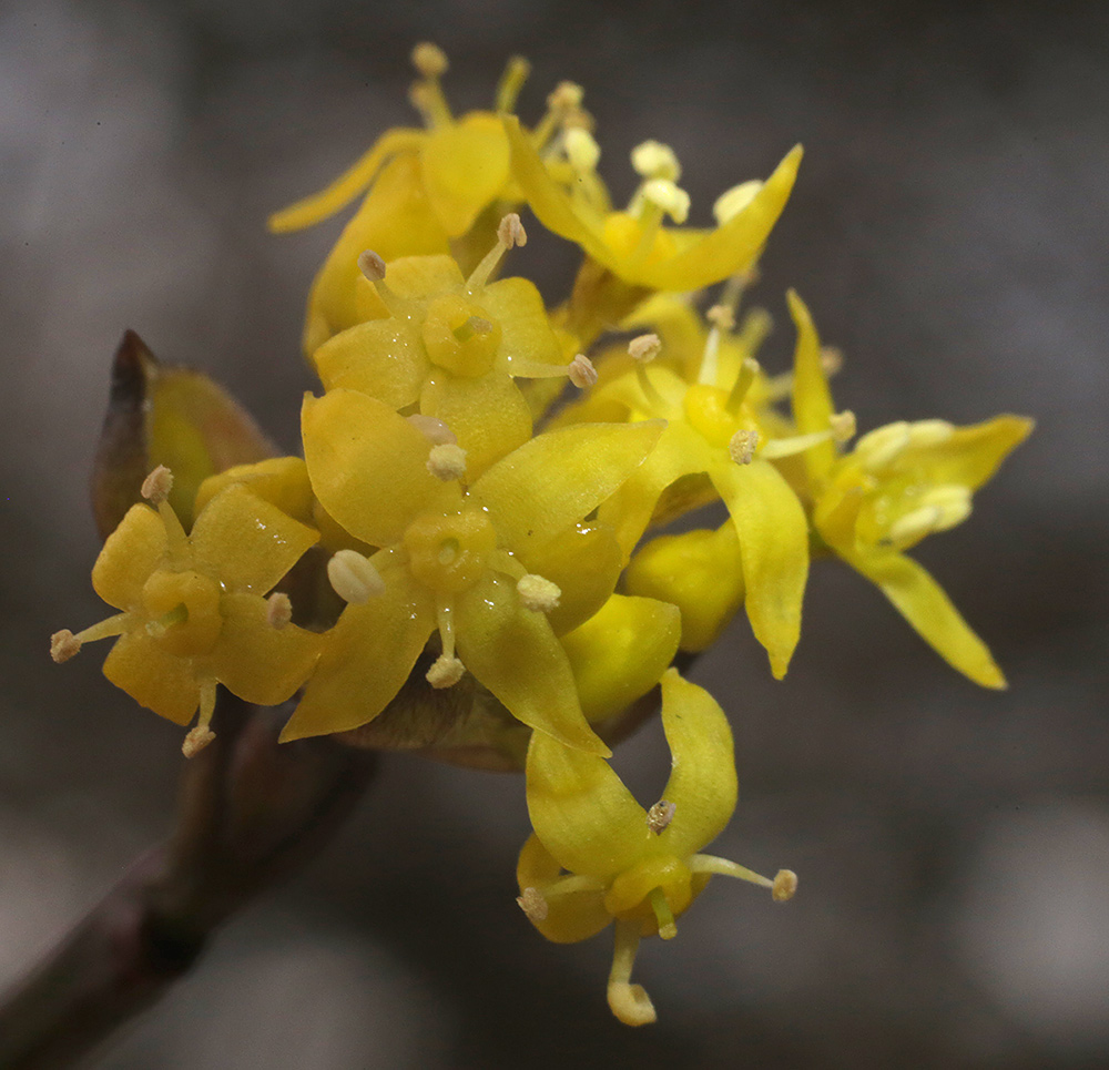 Изображение особи Cornus mas.