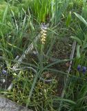 Muscari macrocarpum