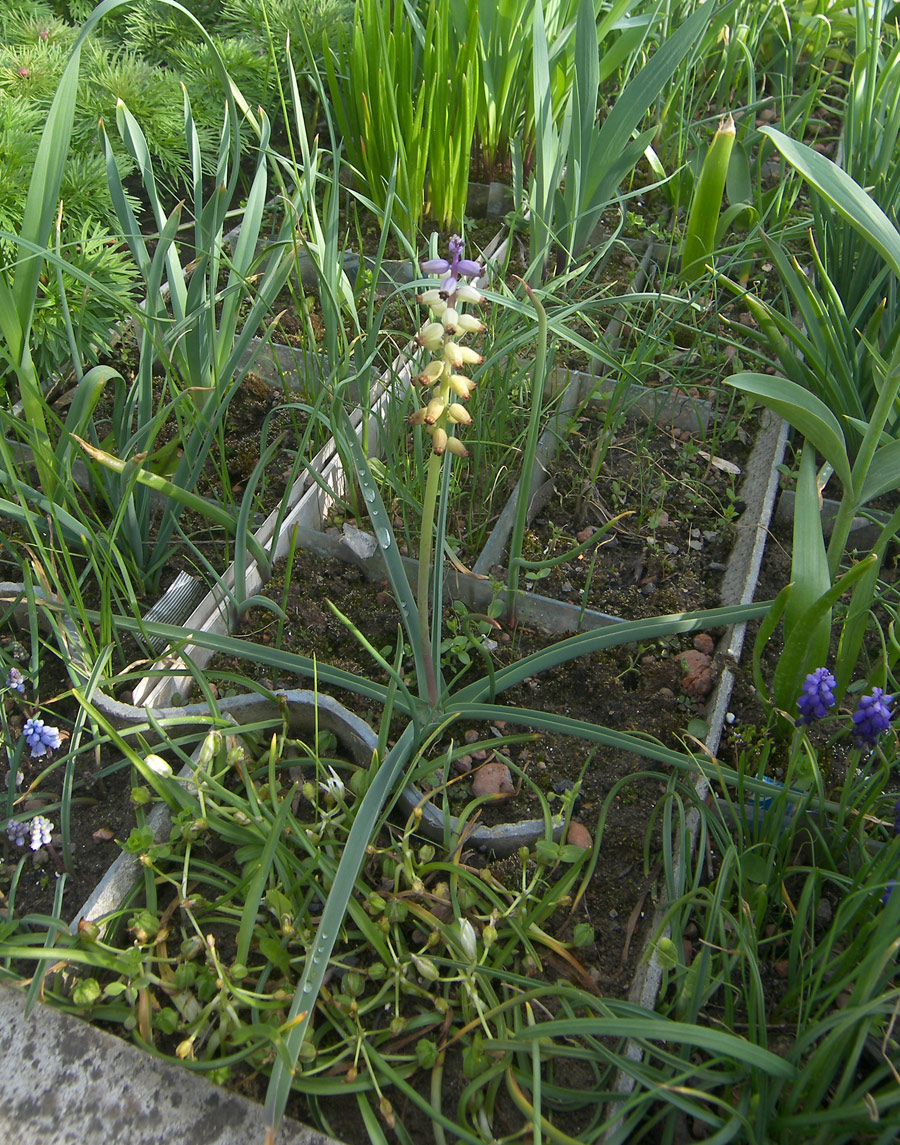 Image of Muscari macrocarpum specimen.