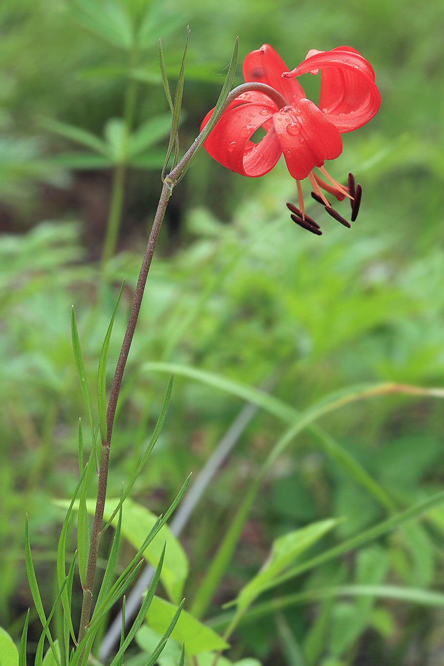 Image of Lilium pumilum specimen.