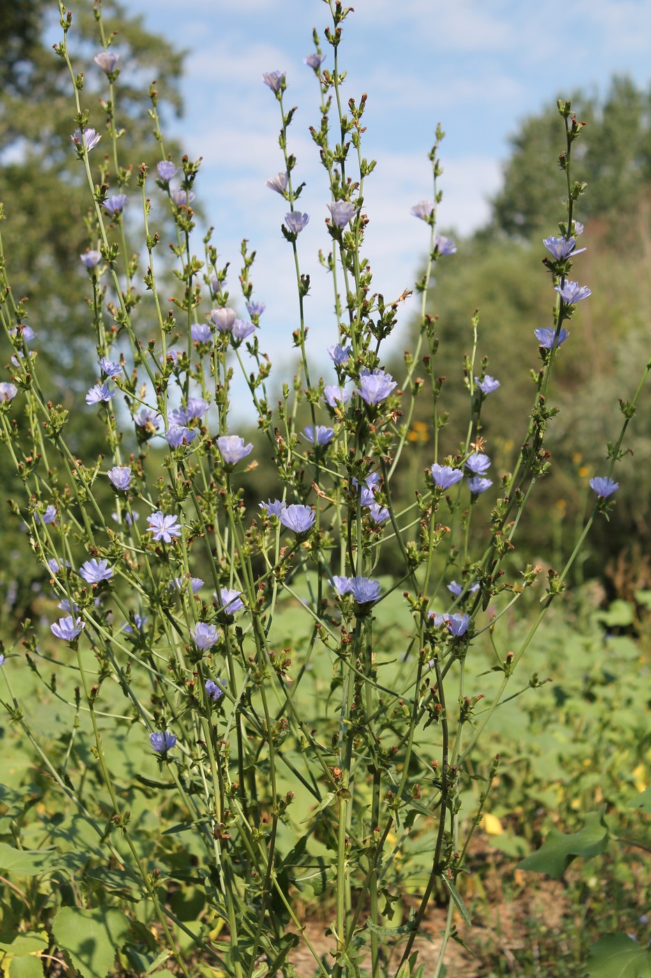 Image of Cichorium intybus specimen.