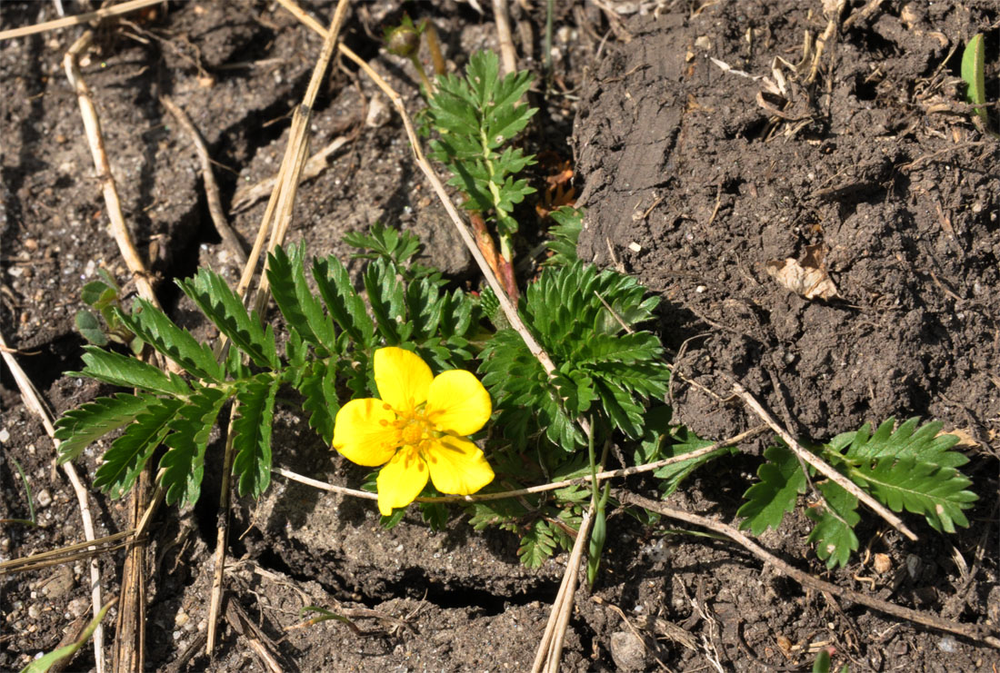 Изображение особи Potentilla anserina.