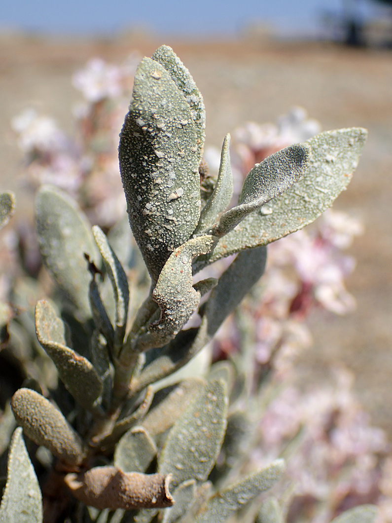 Изображение особи Limoniastrum monopetalum.