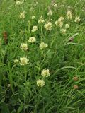 Trifolium pannonicum. Цветущие растения на луговом склоне. Украина, Ивано-Франковская обл., Галичский р-н, окр. с. Бовшев, Касова гора. 24 июня 2010 г.