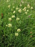 Trifolium pannonicum