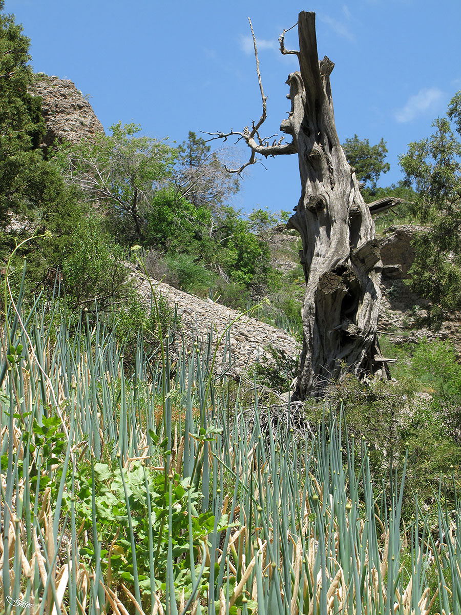 Image of Allium pskemense specimen.