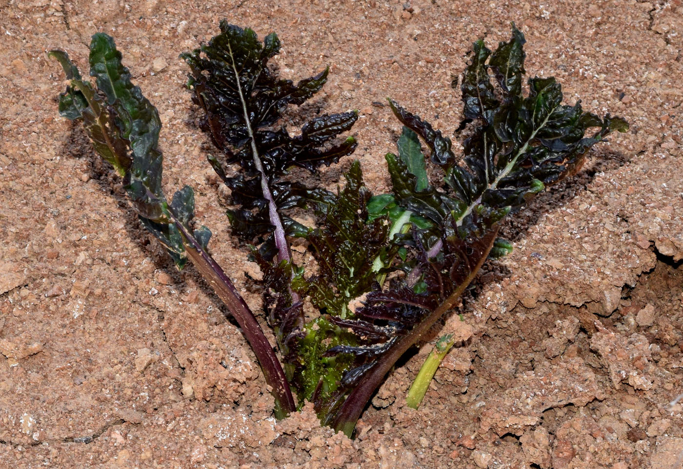 Изображение особи Crambe orientalis.