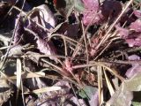 Heuchera micrantha