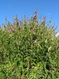 Buddleja davidii