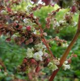 Aconogonon &times; fennicum