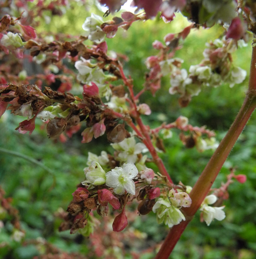 Изображение особи Aconogonon &times; fennicum.