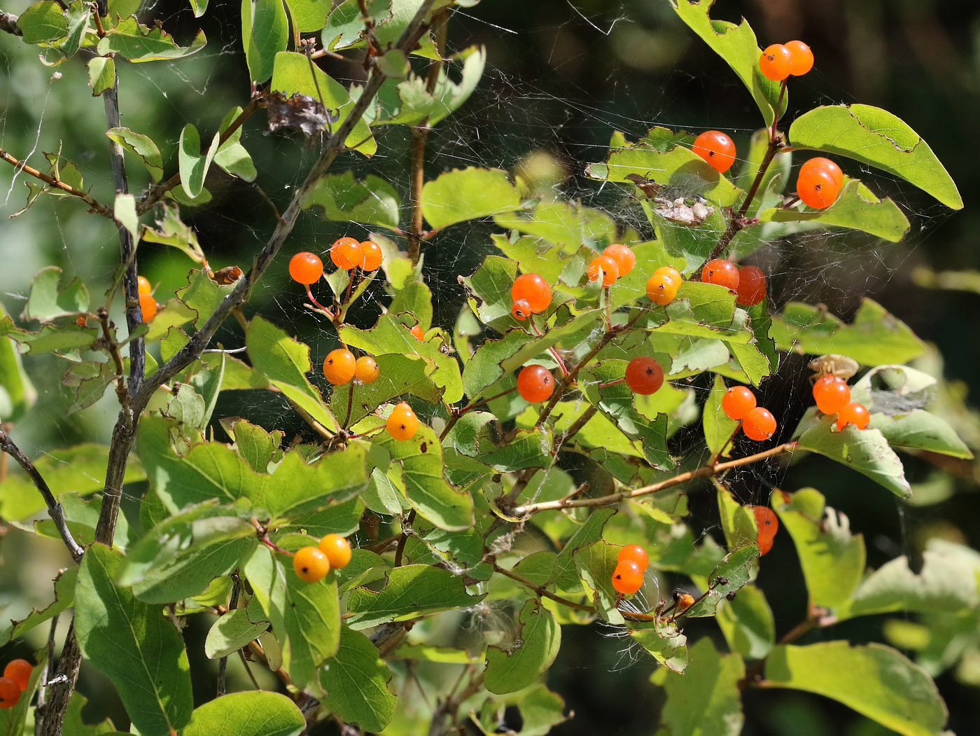 Image of Lonicera tatarica specimen.