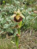 Ophrys mammosa подвид caucasica. Верхушка отцветающего растения с увядающим цветком и завязавшимися плодами. Краснодарский край, м/о г. Новороссийск, окр. хут. Камчатка, поляна в дубовом лесу. 10 мая 2019 г.