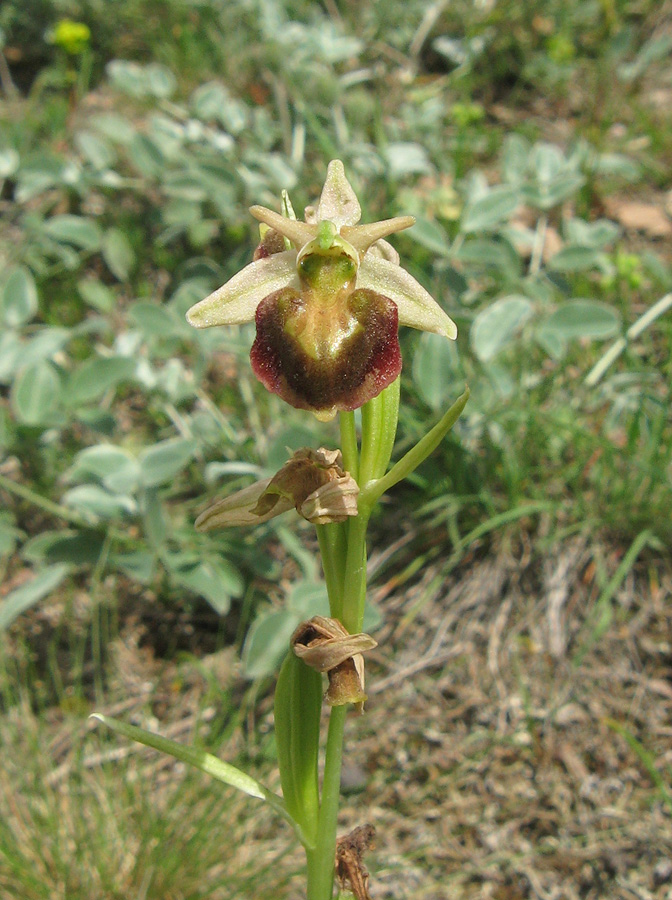 Image of Ophrys mammosa ssp. caucasica specimen.