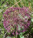 Allium подвид henrikii