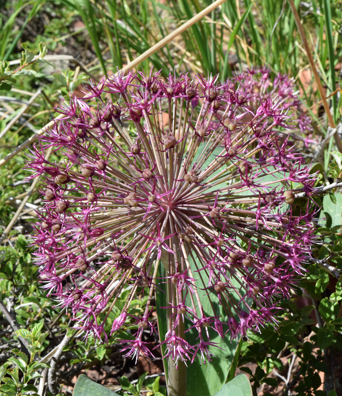 Image of Allium karataviense ssp. henrikii specimen.