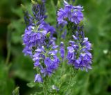 Veronica teucrium