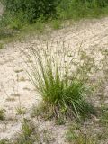 Festuca arundinacea