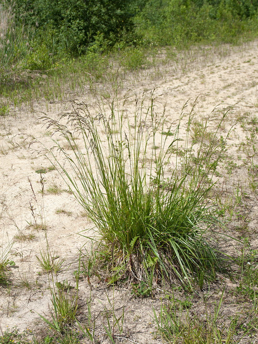 Изображение особи Festuca arundinacea.