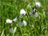 Eriophorum latifolium